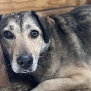 SIARA (♀) - Doppelerfassing=Indira