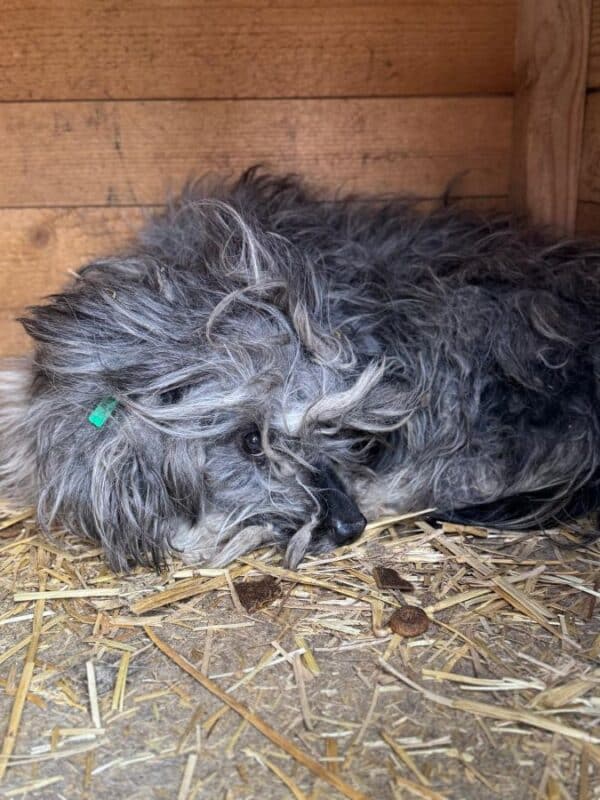 CUDDLES (♂) - Notfall - Fell stark verfilzt, wird vom Nachbarkennel attackiert – Bild 3