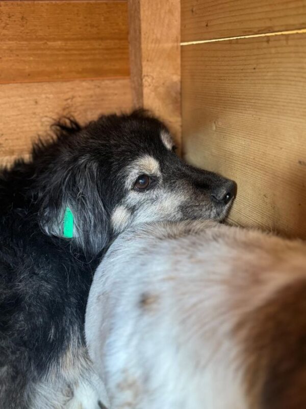 JEPPE (♂) – Bild 4