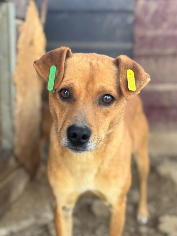 ROSCO (♂)