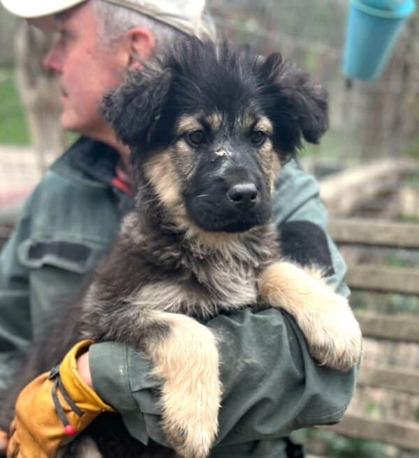 PUNKIE (♀)Interessenten vorhanden - Nadine - 2.5.25