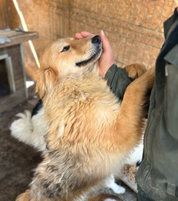 TRIXI (♀) - Notfall - Beissopfer - dringend Platz gesucht - reserviert (AL 20.05.) – Bild 5