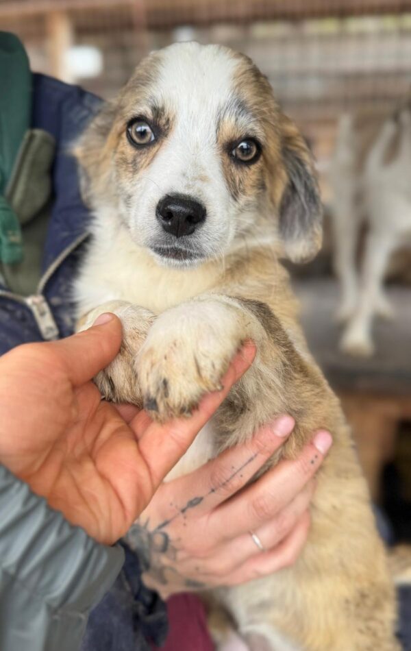 BETSIE (♀) – Bild 9