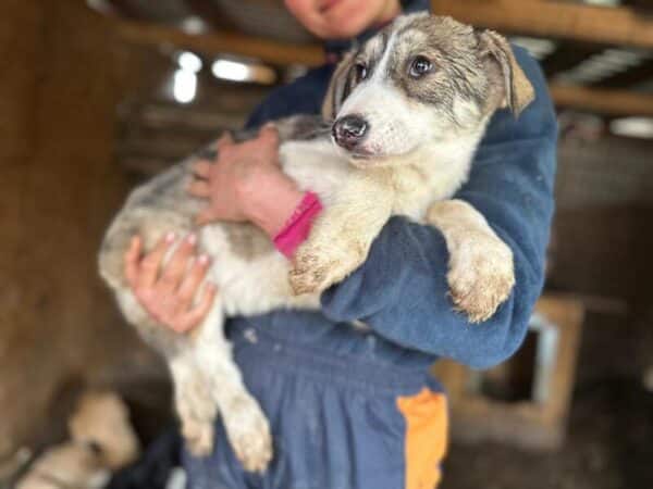 BRIENNE (♀) - reserviert Tierhilfe Lebenswert DR 25.05. – Bild 2