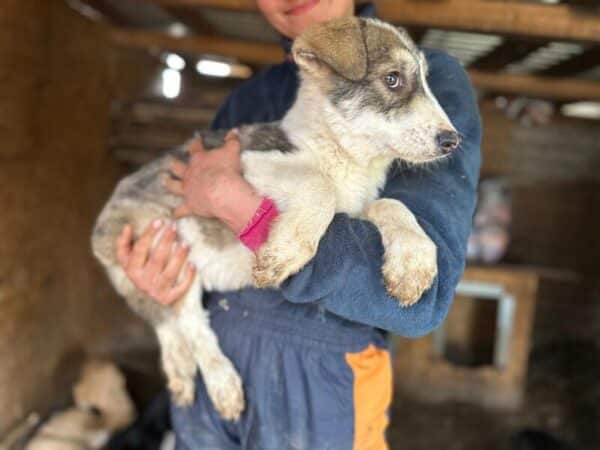 BRIENNE (♀) - reserviert Tierhilfe Lebenswert DR 25.05. – Bild 3