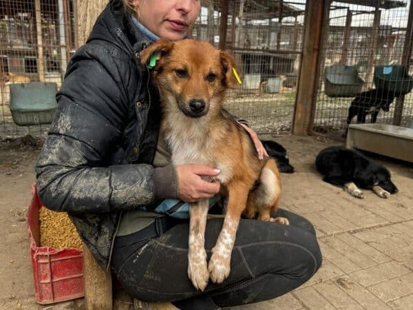 MYLO (♂) - reserviert TST (AL 20.04.) – Bild 2