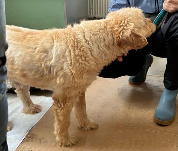 SUNNY (♂) - NOTFALL - wird gemobbt - dringend Platz gesucht! - ausgereist zur Tierhilfe Lebenswert DR 11.07.25 – Bild 7