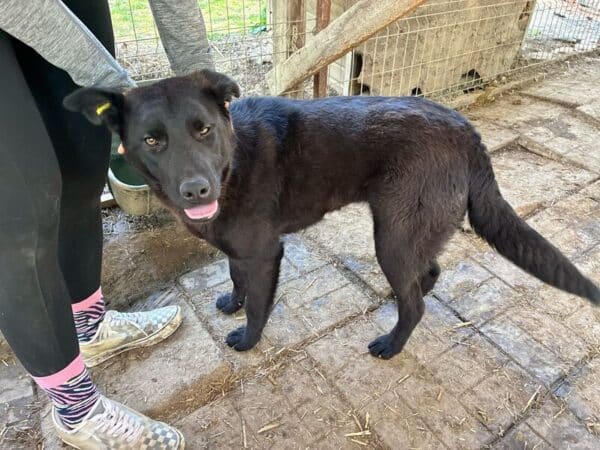 TULLIA (♀) reserviert (20/06 MH) – Bild 11