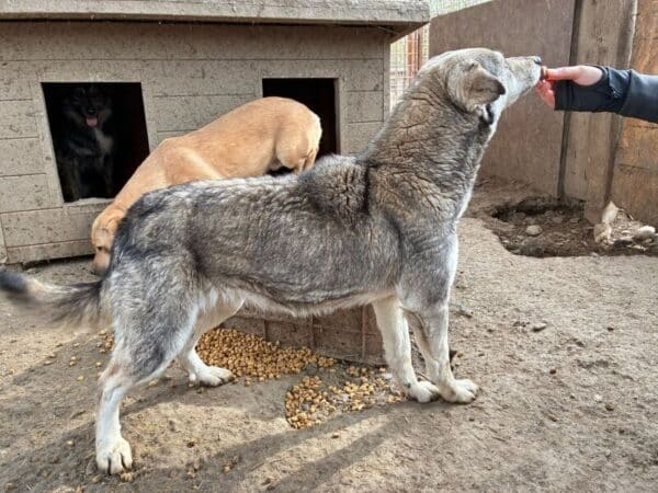 LIATH (♂) – Bild 2