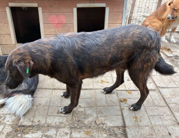 RUDI (♂) – Bild 6