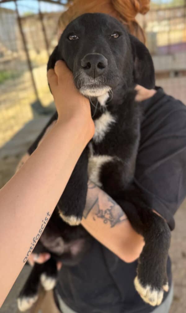 KABO (♂) – Bild 2