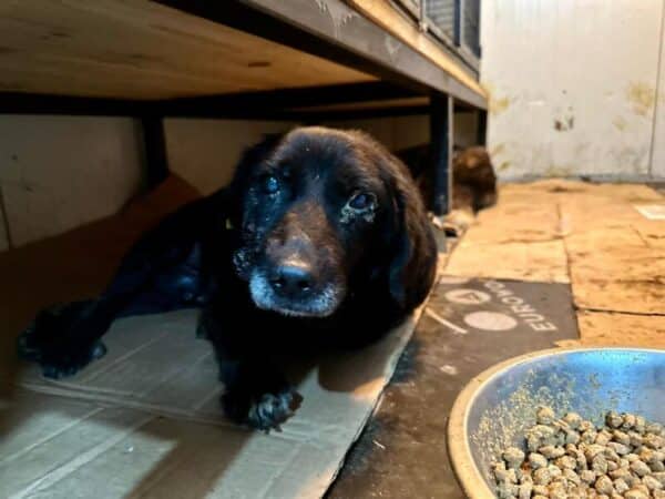 MUFFIN (♂)  - als Gnadenplatzhund auf PDR PS – Bild 2