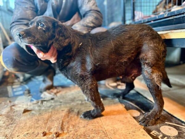 MUFFIN (♂)  - als Gnadenplatzhund auf PDR PS – Bild 3