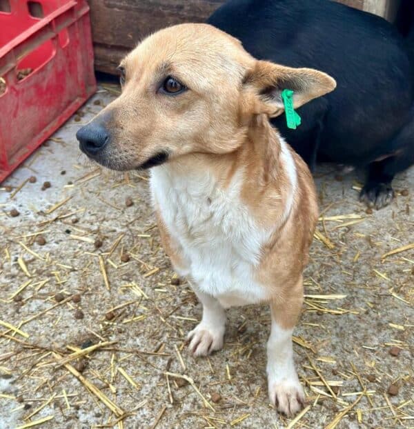 ROSITA (♀) – Bild 2