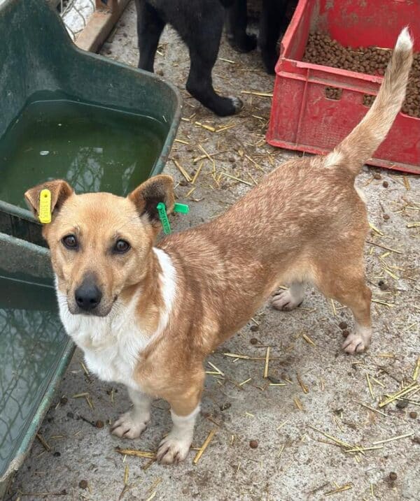 ROSITA (♀) – Bild 4