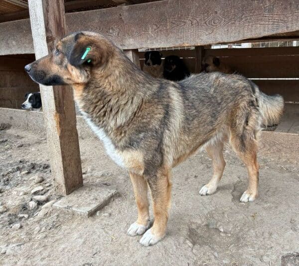 PERDUTO (♂) – Bild 8