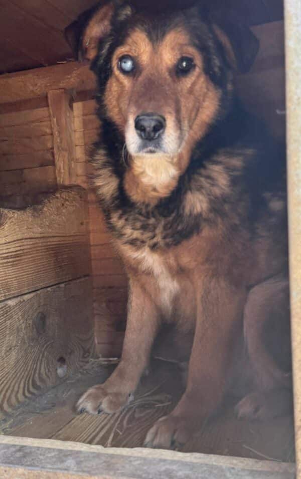 CALLI (♂) - seit mindestens 2019 im Shelter – Bild 13