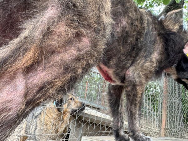 HERMAN (♂) - NOTFALL: Extreme Hautprobleme – Bild 3