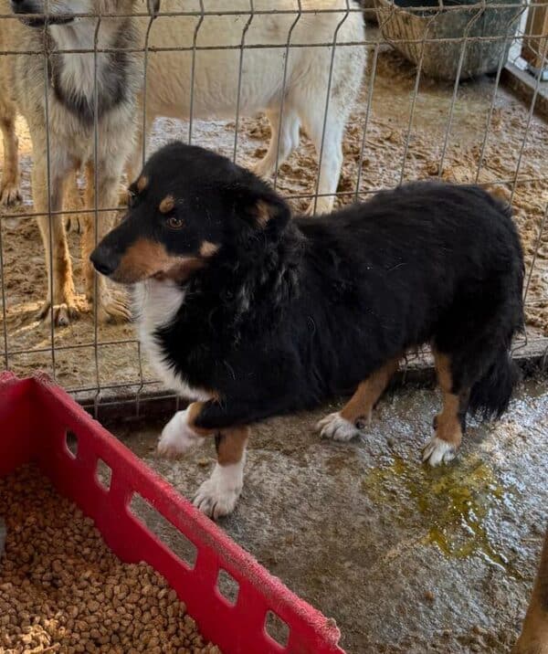 ZANDER (♂) – Bild 3