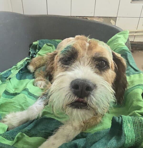 MELLE (♀) - Beissopfer 06/25 - dringend Platz gesucht - reserviert PVA (AL 16.06.) – Bild 2