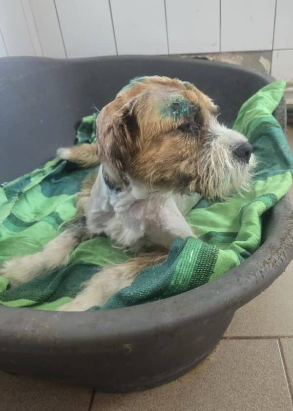 MELLE (♀) - Beissopfer 06/25 - dringend Platz gesucht - reserviert PVA (AL 16.06.) – Bild 3