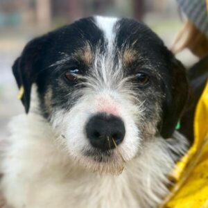 FLORENCE (♀) - reserviert TST (SAS 29.04.)