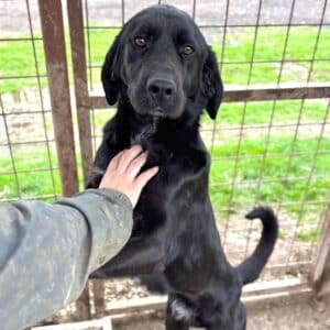 SPOTTY (♂) - Notfall - niedriger Stand im Kennel - verzweifelt ohne den Menschen - sollte dringend reisen! - reserviert TST (SAS 03.05.)