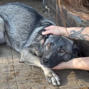 YORK (♂) – augereist zur Tierhilfe Lebenswert DR 27.02.26