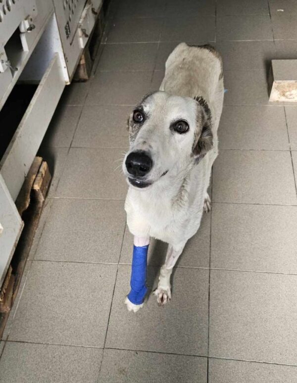 FIDDY (♀) - Notfall - Vorderlauf gebrochen – Bild 2