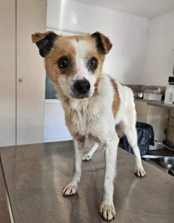FRITTE (♂) - ausgereist zu Tiere in Not Odenwald e.V. (PM) – Bild 5