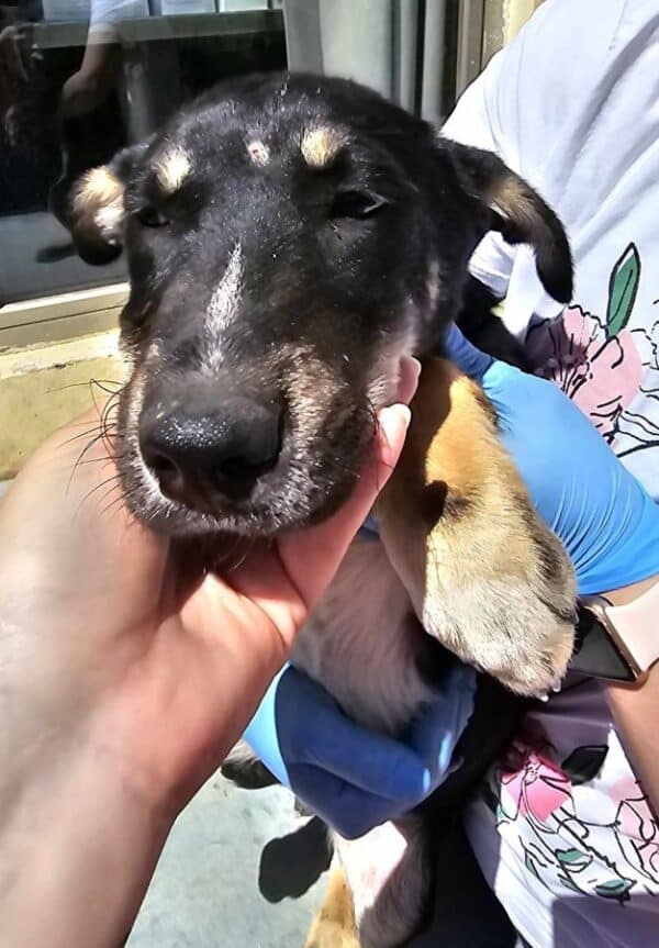 ADELINO (♂) – Bild 3