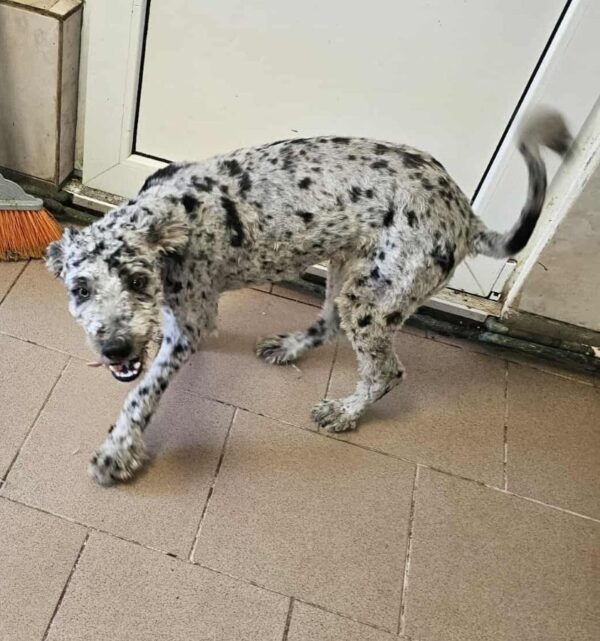 PIERROT (♂) - reserviert Step by Paw (AL 26.06.) – Bild 4