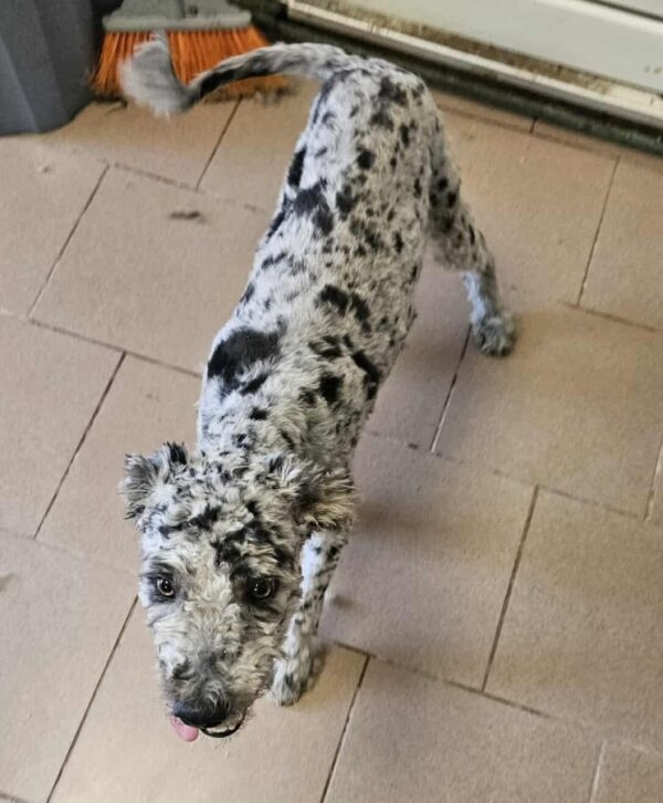 PIERROT (♂) - reserviert Step by Paw (AL 26.06.) – Bild 5