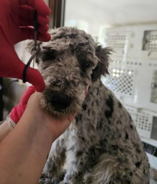 PIERROT (♂) - reserviert Step by Paw (AL 26.06.) – Bild 2
