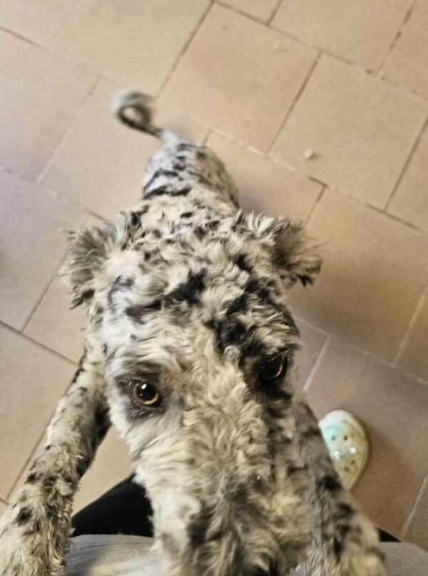 PIERROT (♂) - reserviert Step by Paw (AL 26.06.) – Bild 6
