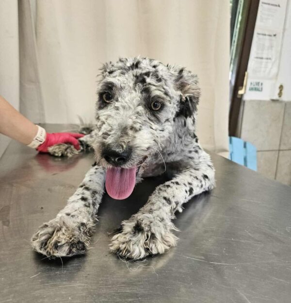PIERROT (♂) - reserviert Step by Paw (AL 26.06.) – Bild 3