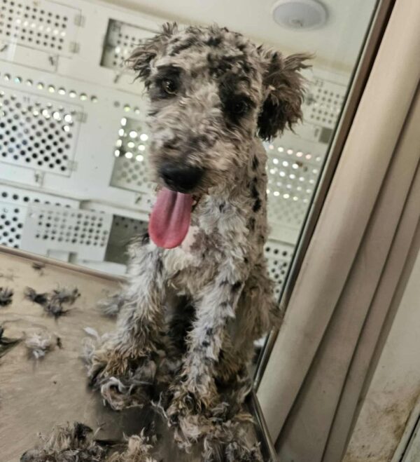 PIERROT (♂) - reserviert Step by Paw (AL 26.06.) – Bild 7