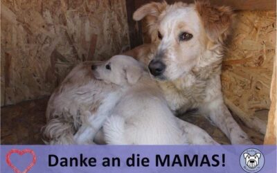 ✨💕 Für unsere Hundemamas💕✨