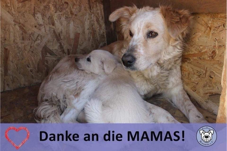 ✨💕 Für unsere Hundemamas💕✨