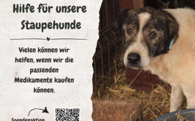 🙌 Bitte helft mit: Schnelle Hilfe für die Staupehunde