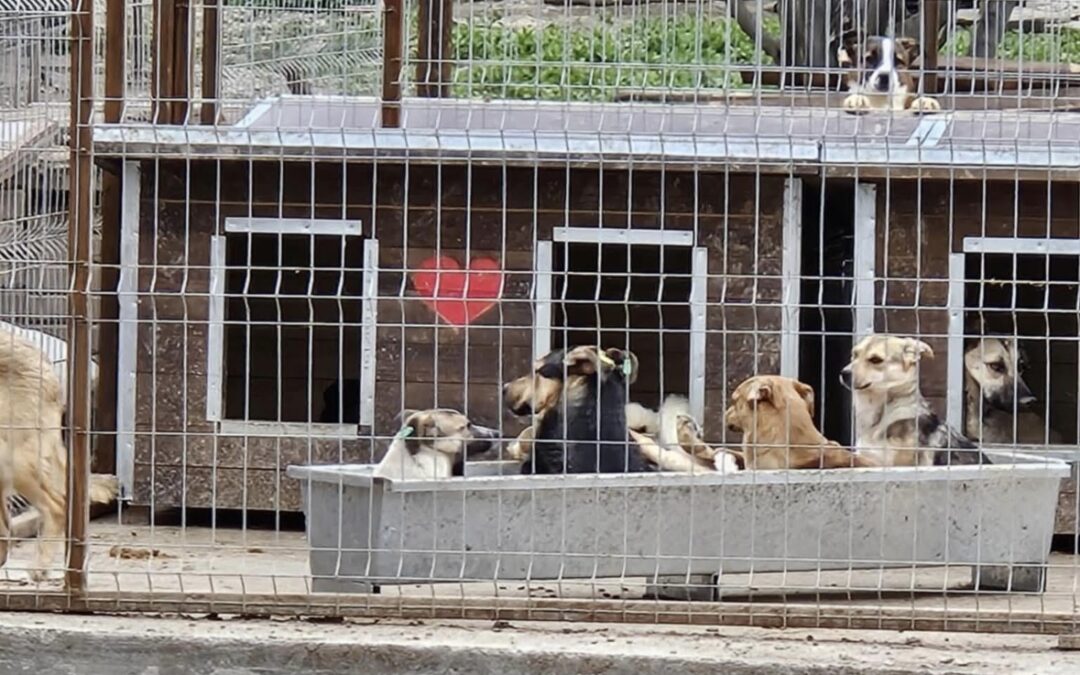 🆘 Wir brauchen dringend gutes Futter für die Welpen 📌