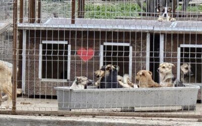 🆘 Wir brauchen dringend gutes Futter für die Welpen 📌