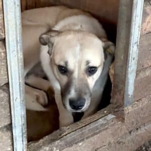 PEER (♂) - bereits sehr unsicher, sollte dringend reisen