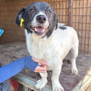 TABASCO (♂) – augereist zur Tierhilfe Lebenswert DR 27.02.26