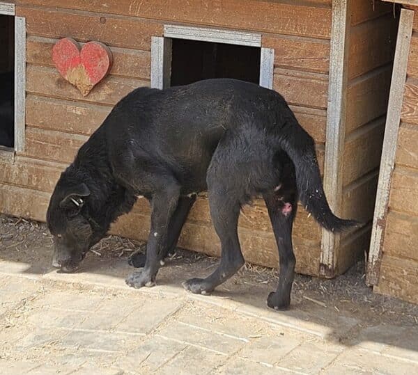 BALTHAZAR (♂)  - Beissopfer, mehrere alte und neue Bisswunden – Bild 4