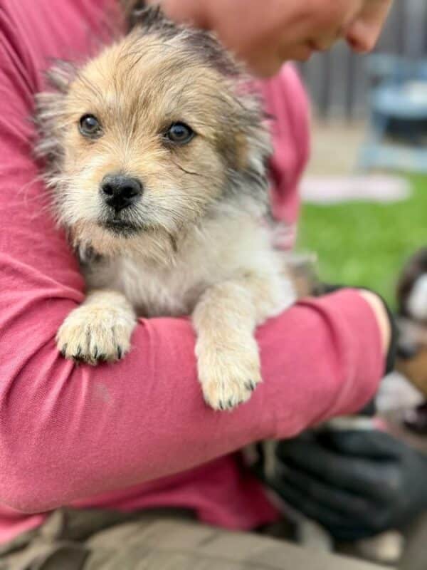 GIPSY (♀) – Bild 6
