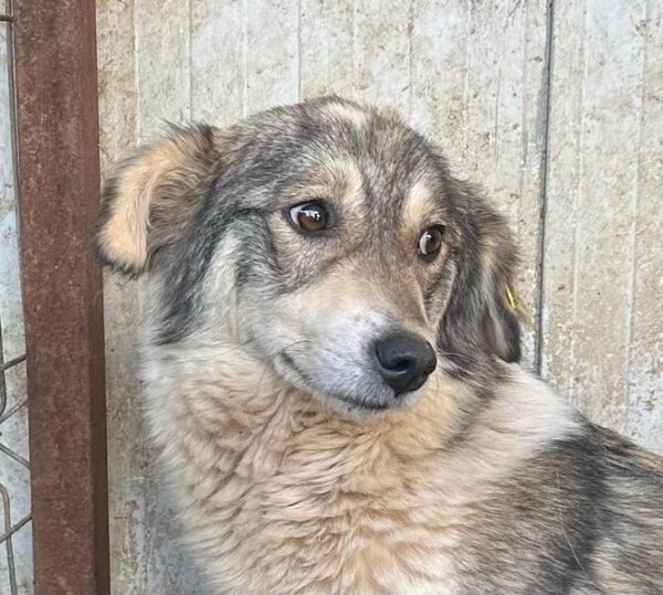 MAAJUN (♀) hat Interessenten (Betty 04.06.)