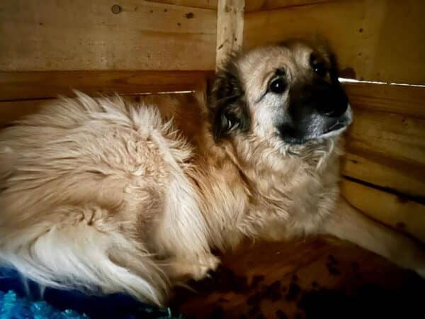 CURVY (♀) - Rechtes Vorderbein fehlt – reserviert Tierhilfe Lebenswert DR (02.06.) – Bild 3