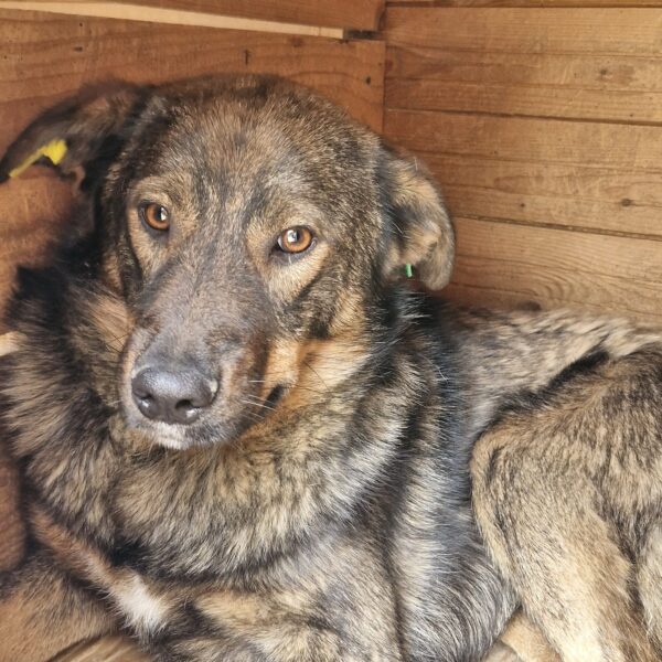 OSSIAN (♂) – Bild 3