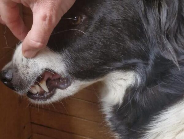 KATIE (♀) – Bild 6